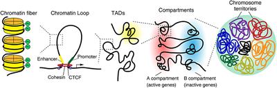 Alterations in Chromatin Structure and Function in the Microglia